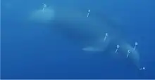 Two underwater Shepherd's beaked whales