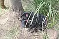 Tasmanian devils cuddle