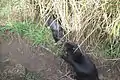Tasmanian devils fighting over food