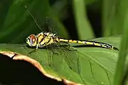 Tau Emerald Dragonfly