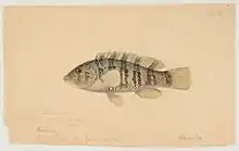 An 1860 watercolor painting of a tautog from Massachusetts Bay by Jacques Burkhardt
