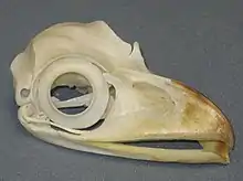 A skull of an extant tawny frogmouth, showing large sclerotic rings.