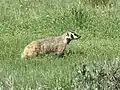 American badger