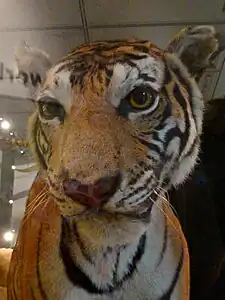 Salford tiger, 1914 (Leeds City Museum)