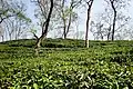 Tea garden at Sripur A Tea Tree in a tea garden at Sylhet .