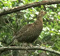 Black grouse, Lyrurus tetrix