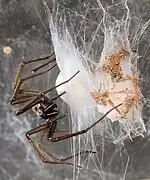 Female constructing egg sac