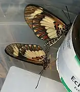 A pair mating in captivity (female at the top of the picture)