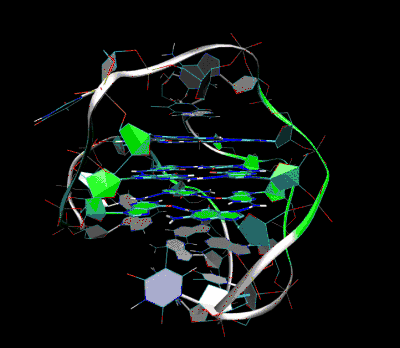 3D Molecular Structure of the intramolecular human telomeric G-quadruplex in potassium solution.