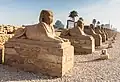 Luxor dromos, an avenue of human-headed sphinxes which once connected the temples of Karnak and Luxor.