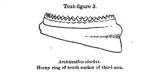 #107 (14/1/1933)Horny ring of tenth sucker of arm III (Robson, 1933:684, text-fig. 3; see also first sucker of same)
