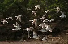 Mixed flock with the larger Terek sandpiper in Andhra Pradesh, India.