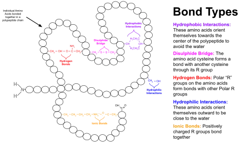 Tertiary Structure of a Protein