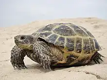 A Russian tortoise in Kazakhstan