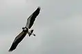 In flight to defend it's nest in (Gravatá, Brazil)