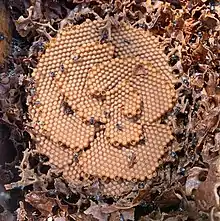 Tetragonula Carbonaria Brood Structure - ABeeC Hives
