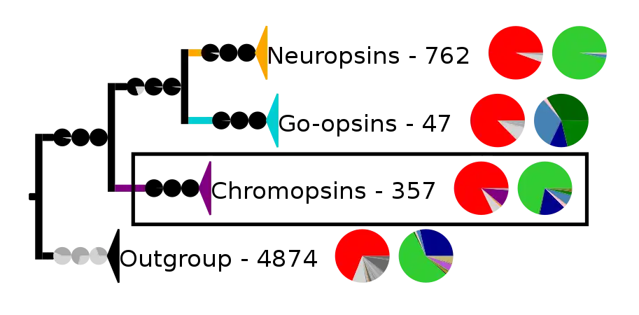 Phylogenetic reconstruction of the tetraopsins. The outgroup contains other G protein-coupled receptors including the other opsins. The frame highlights the chromopsins, which are expanded in the next image.