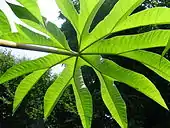 Tetrapanax papyrifer