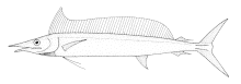 Shortbill spearfish Tetrapturus angustirostris