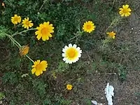 The original photo,  aspect ratio 1.333, the lower right part shows some white-colored trash and the upper right shows a dead flower, and both are unwanted objects.