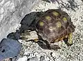 Texas tortoise (Gopherus berlandieri), Val Verde Co, Texas, USA (2005).