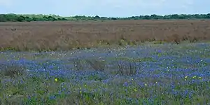 Texas bluebonnets (Lupinus texensis), Attwater Prairie Chicken National Wildlife Refuge, Colorado County, Texas, USA (29 March 2019).