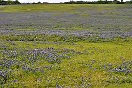 Texas bluebonnets (Lupinus texensis) in the Blackland Prairie eco-region, Highway 532 east of Gonzales, Gonzales County, Texas, USA (19 April 2014).