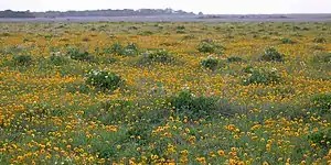 Texas bullnettle & plains coreopsis, Attwater Prairie Chicken National Wildlife Refuge, Colorado Co., TX, USA (3 May 2018).