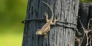 Texas spiny lizard (Sceloporus olivaceus) on a fencepost, Colorado County, (March 2017).