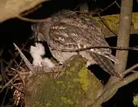 Chicks five days after hatching, Melbourne