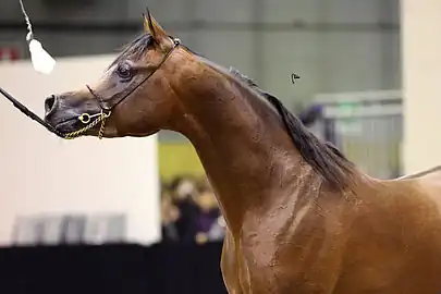 Arabian show horse (concave profile).
