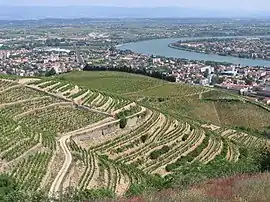 The town of Tain l'Hermitage and its vineyards