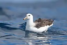 Black-browed albatross, Thalassarche melanophrys (A)