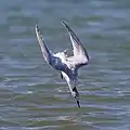 Plunge-diving Sandwich tern