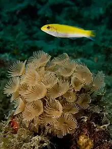 Thalassoma bifasciatum (bluehead wrasse fish), over Bispira brunnea (social feather duster worms).