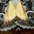 Detail of the hind wings