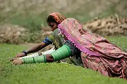 Thari women working on fields