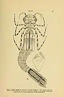 Adult nymph of Oristicta filicicola