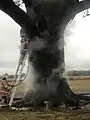 Firefighters work to extinguish a fire inside the Big Tree in 2020