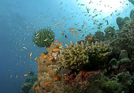 The coral reef at Havelock in Andaman