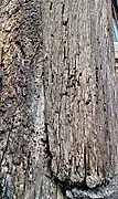 Close up of a timber at ground level, where multiple holes can be clearly seen, as as result of previous woodworm infestation