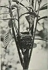 Nest of D. cubla wedged in branches of a sapling