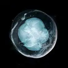 An abstract translucent bubble in the center of a black background. A second white and teal bubble is inside it.