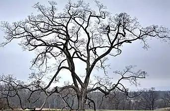 An old tree in back fields of Penn State Arboretum