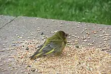 Greenfinch suffering from 'fat finch disease' ("Trichomonas gallinae")