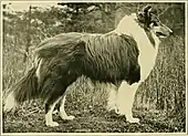 Mr. R.A. Tait's Wishaw Leader, 1911, published in "The new book of the dog : a comprehensive natural history of British dogs and their foreign relatives, with chapters on law, breeding, kennel management, and veterinary treatment" by Robert Leighton.