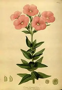 illustration of flower species