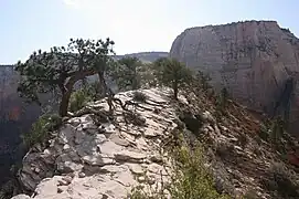 Summit of Angels Landing