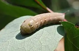 Larva