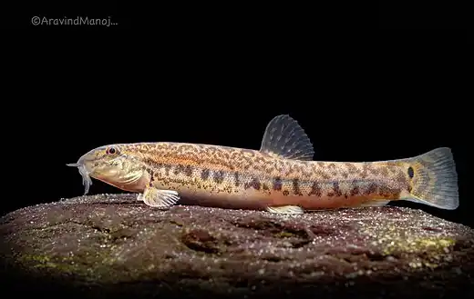 lepidocephalichthys thermalis by Aravindmanoj